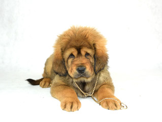 Pies Mastiff Tybetański © DesignArt.pl
