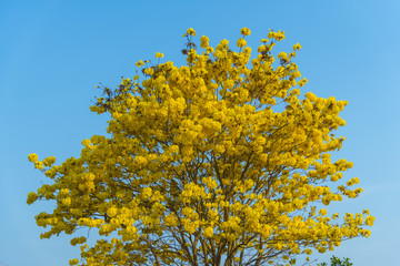 Fototapeta na wymiar yellow flowers blossom in spring time on sky background.