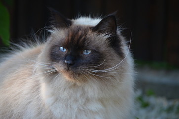 kot neva masquerade © Anna