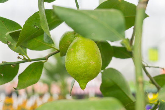 Lemons On A Lemon Tree Indoors In The UK.