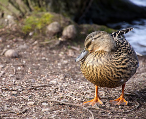 Duck with closed eye .