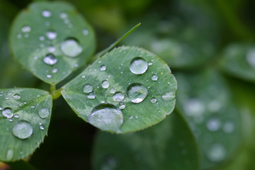 Morning dew on the plant in soft focus
