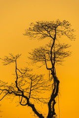 Branch of tree with sunset