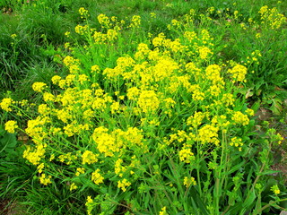 野原の菜の花