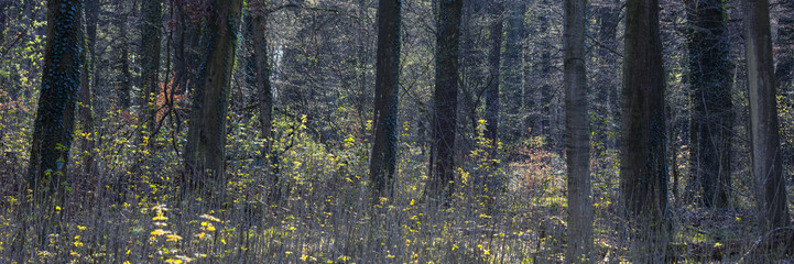 Buchenwald im Frühling, Nordrhein-Westfalen, Deutschland, Europa