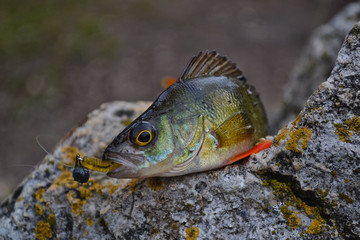 perch on a stone