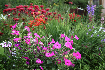 Pink petunias against the backdrop of a flowering garden.