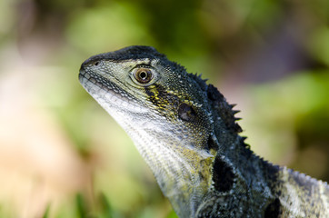 Obraz premium Lizard