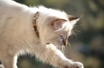 kot neva masquerade © Anna