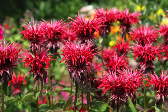 Floral background, flowers of Monarda didyma of red color.