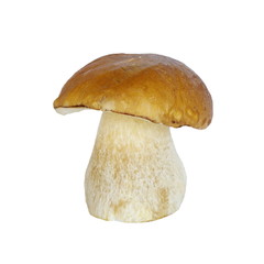 White mushroom (lat. Boletus edulis) isolated on white background
