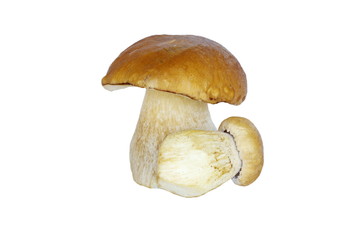 White mushrooms (lat. Boletus edulis) isolated on white background