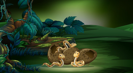 Forest scene with three snakes hatching eggs