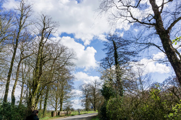 Obraz premium Bare trees against a blue sky white cloud background, UK.