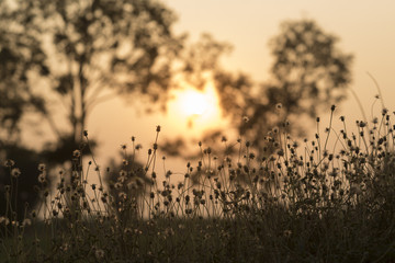 magical sunrise with tree