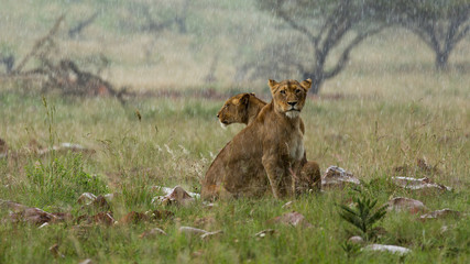 Wet lions in rain
