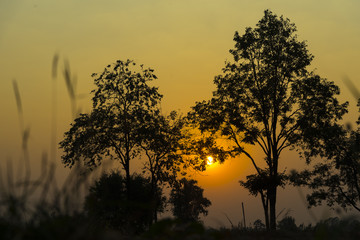 magical sunrise with tree