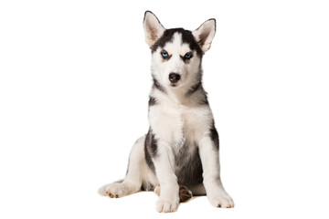 Siberian Husky puppy isolated on a white background