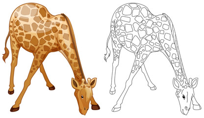 Doodles drafting animal for wild giraffe © GraphicsRF
