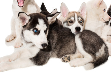 group of happy siberian husky puppies on white
