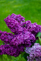 lilac bouquet on green grass