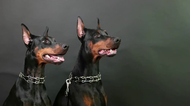 closeup side view of two black and brown dobermans sitting still on isolated dark background, domestic dogs wearing steel collars, dobermans listening attentive to masters commands, posing for photo