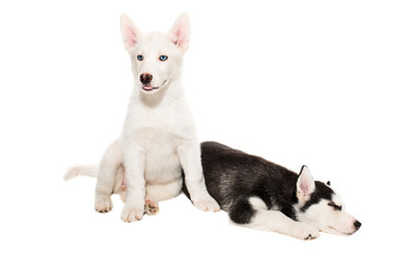 Cute little husky puppy isolated on white background