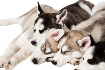 Cute little husky puppy isolated on white background