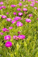 Obraz na płótnie Canvas Photograph of several violet flowers in the garden