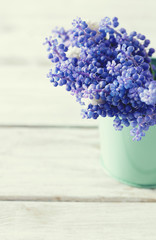 Blue muscari flowers (Grape hyacinth) on wooden background