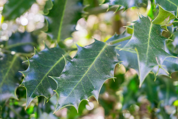 Holly tree leaves in springtime, UK.