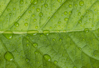 green leaf whit raindrops close up