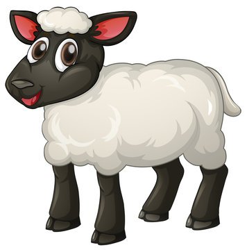 Lamb standing on white background