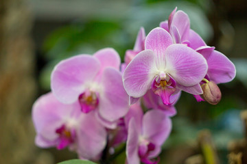 Fototapeta na wymiar Рink Orchid
