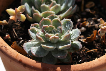 Echeveria / Echeveria is a large genus of flowering plants in the Crassulaceae family