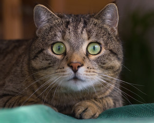 Portrait of a startled looking tabby cat with big round eyes - obrazy, fototapety, plakaty