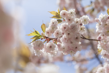 Cherry blossom. Closeup on a tree branch.