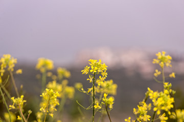 Obraz premium Macro photography of some yellow flowers