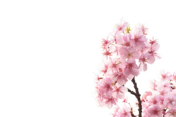 Cherry blossom