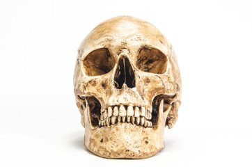 human skull