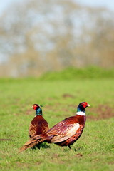 Landscape with wild pheasant on a grassland in Devon, England