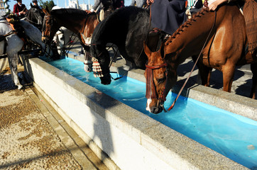 Andalusian horses drinking water in the trough, Fair of Seville, Spain