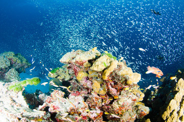 Fototapeta na wymiar Undersea, Underwater life, fish, shoal, coral