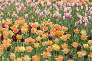 Beautiful tulips in the field in spring