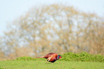 Landscape with wild pheasant on a grassland in Devon, England