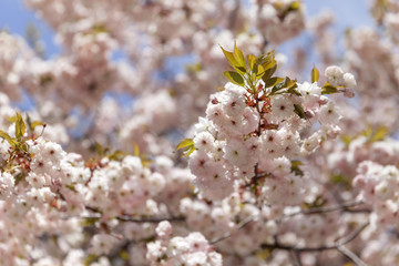 Cherry blossom. Closeup on a tree branch.