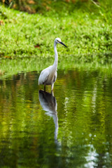 Little egret (Egretta garzetta) standing in water