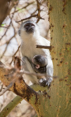 Grüne Meerkatze mit Jungtier