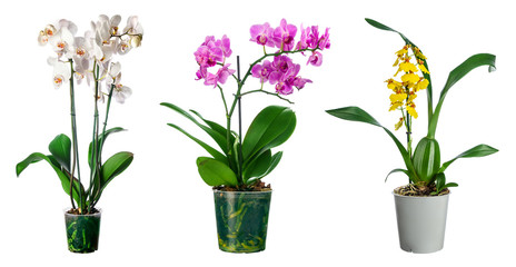 Naklejka na ściany i meble Set of orchid flowers in pot isolated