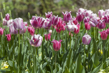 Beautiful pink tulips in spring